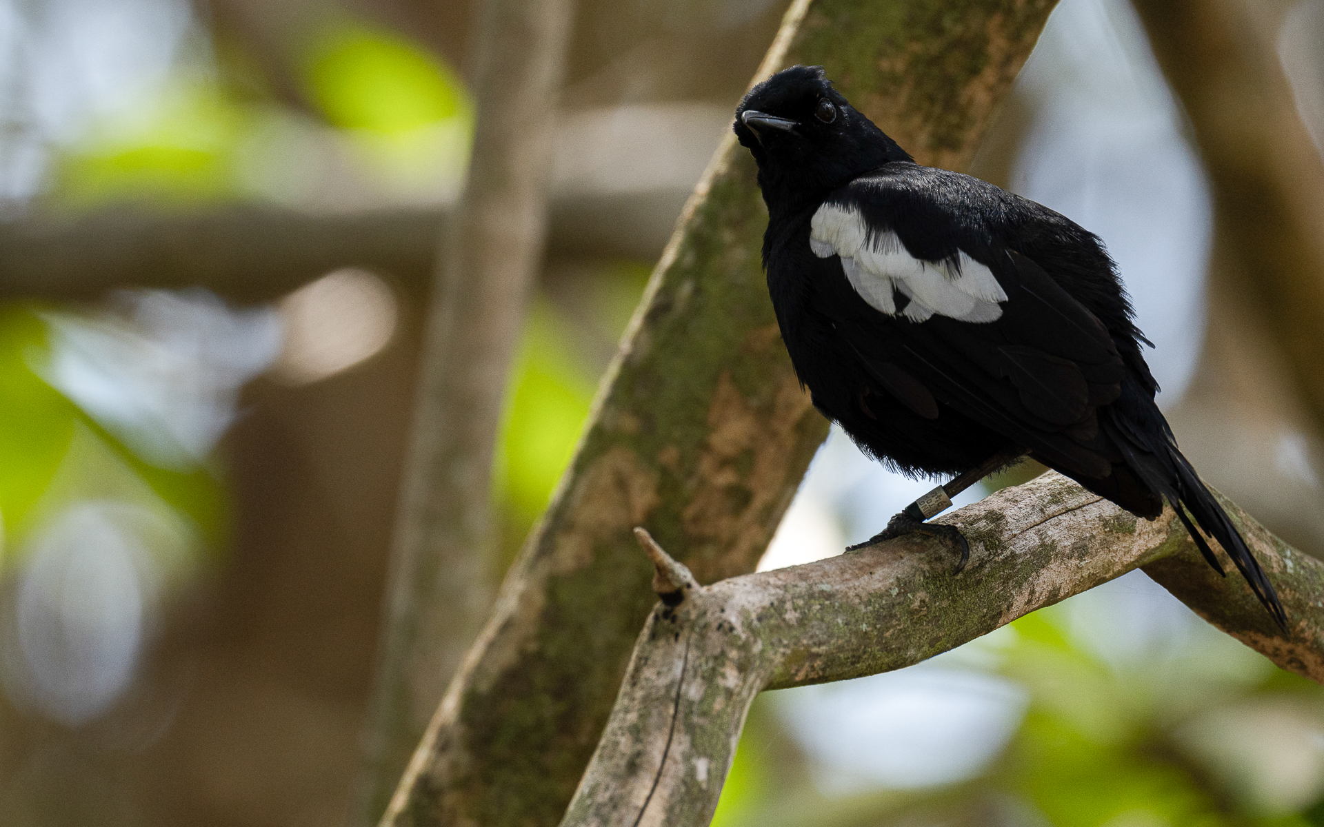 Seychelles Magpie Robin Sitting on the Tree