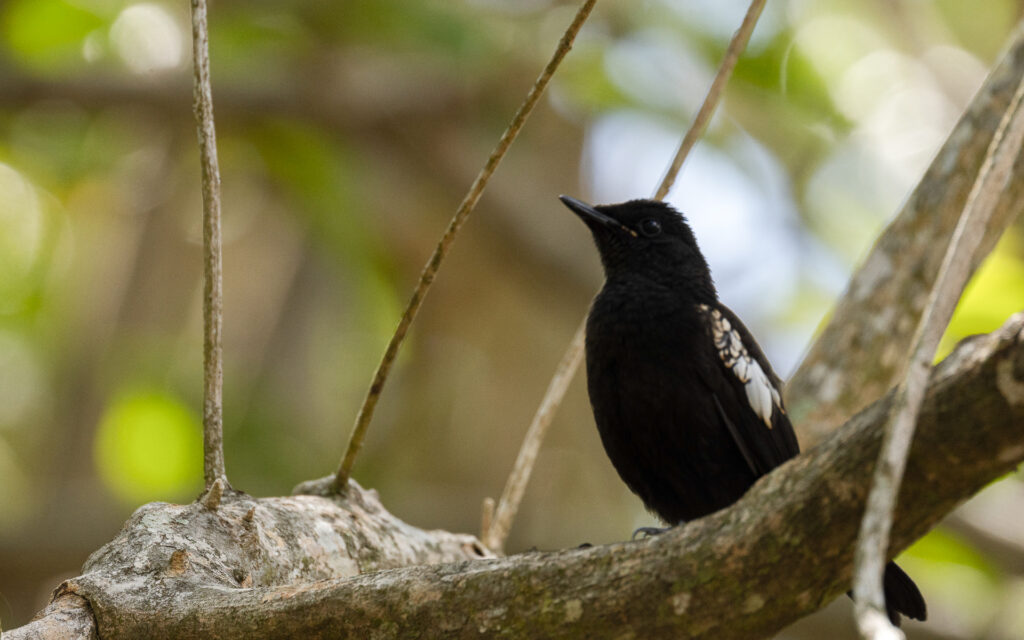 Seychelles Magpie Robin