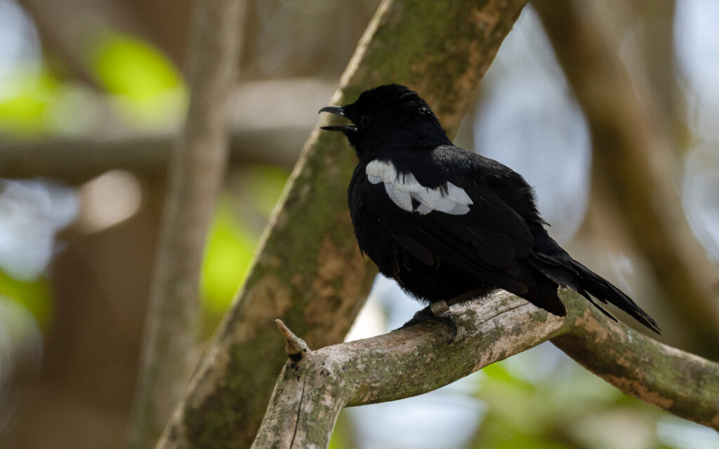 Seychelles Magpie Robin agitated
