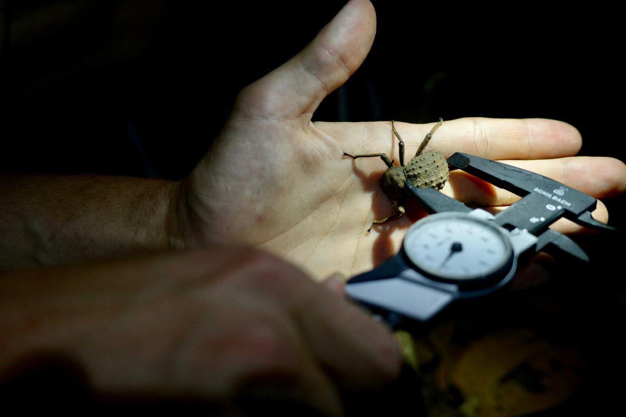 Taking Measurements of Fregate Beetle