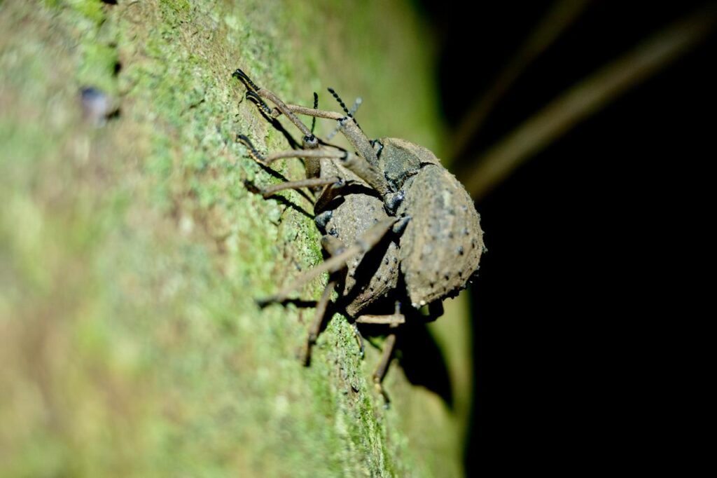 Fregate Beetles mating