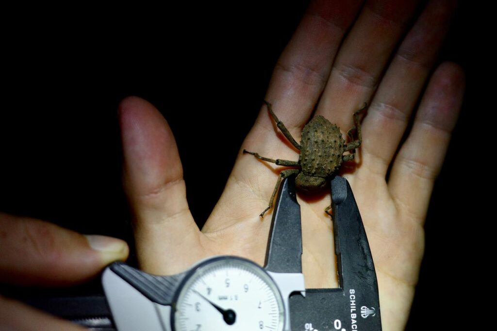 Measuring Fregate Beetle